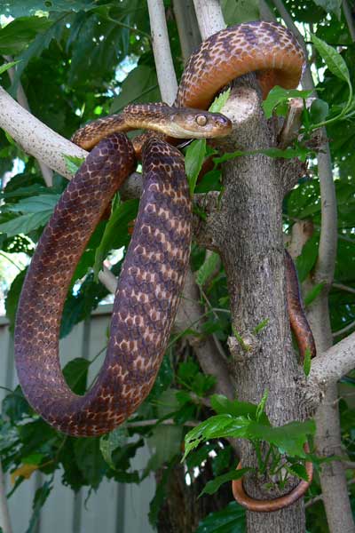 Brown tree snake