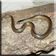 Carpentaria Snake