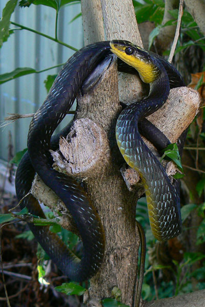 Common tree snake (Black Morph)