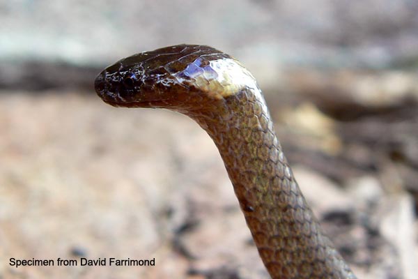 Dwarf Crowned Snake in defensive posture