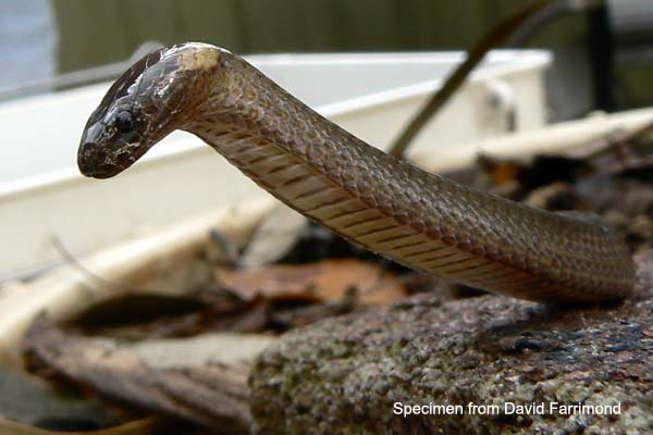 Dwarf Crowned Snake in defensive posture