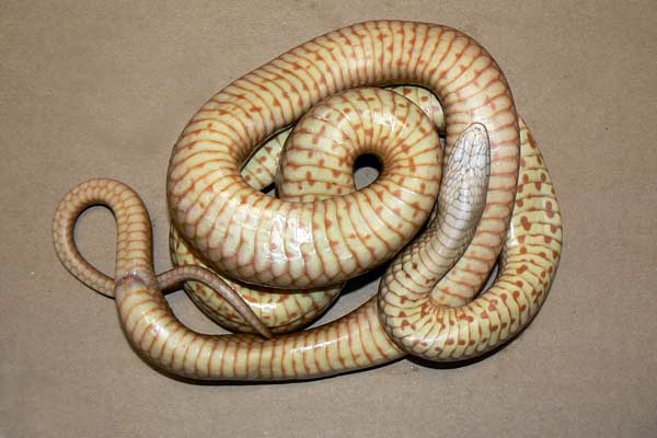 Eastern Brown snake showing stomach blotches