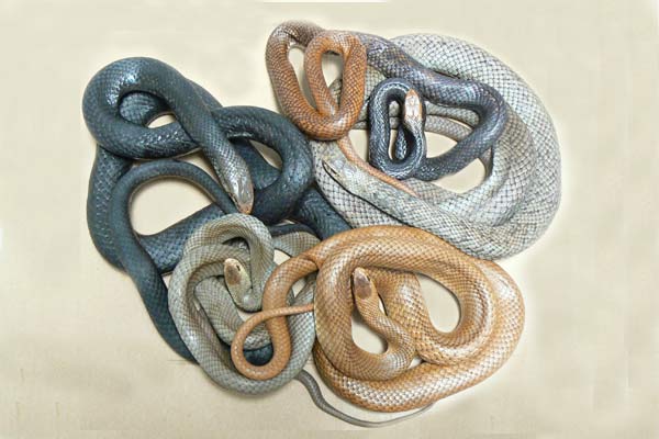 Adult Eastern Brown snakes showing colour variations