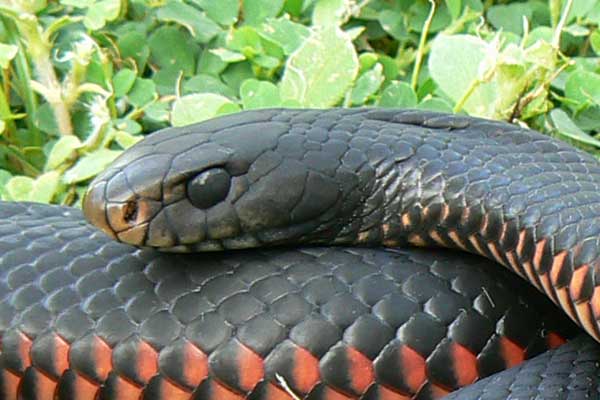 Red-bellied Black Snake