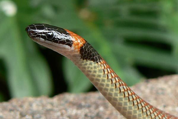 Red-naped Snake