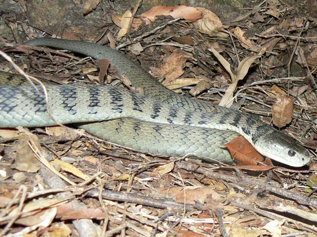 Rough Scaled Snake