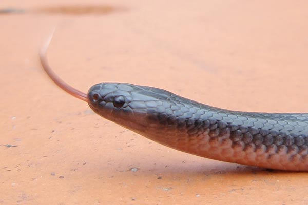 Small-eyed Snake