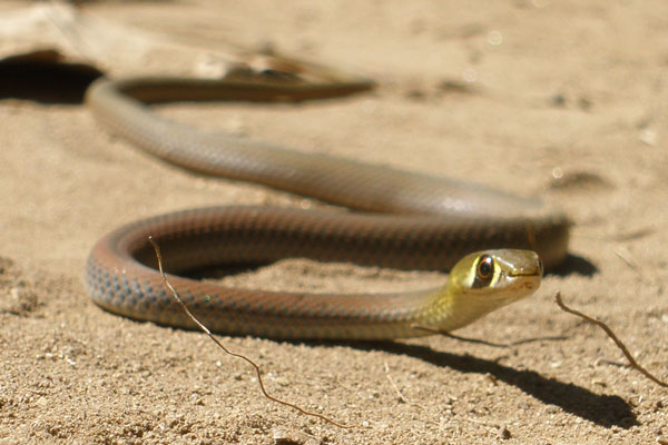 Yellow-faced Whip Snake