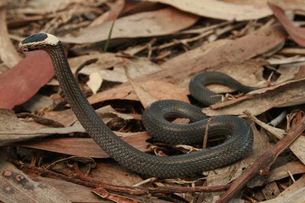 White Crowned Snake in defensive posture
