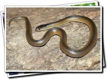 Carpentaria Snake