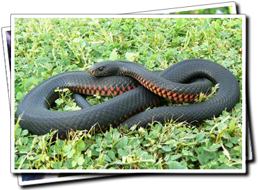 Red-bellied Black snake