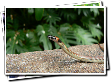 Red-naped snake