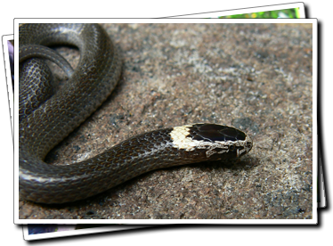 White Crowned Snake